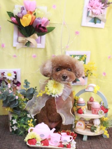 20230331フーちゃん